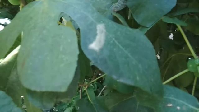 Хороший урожай инжира. смотреть онлайн