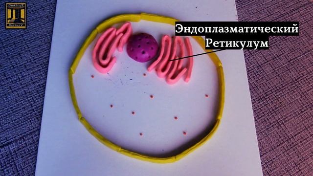 Строение Клетки - ЛЕПКА [plasticine Cell Structure]