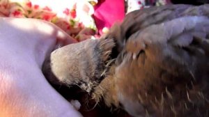 Как выкормить ПТЕНЦА? ГОРЛИЦА. ВЫКАРМЛИВАЕМ найденную на улице птицу