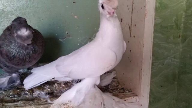 Малоносых двухчубых голубей в гон. смотреть онлайн