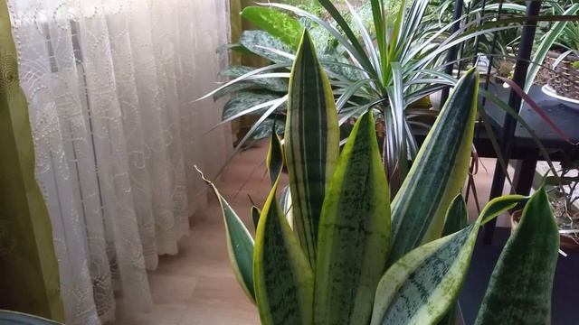 Комнатные растения. Композиция из пяти растений. смотреть онлайн