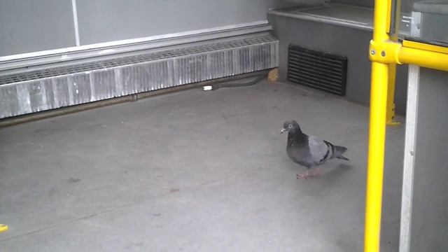 Зайцем решил прокатиться а его спалили смотреть онлайн