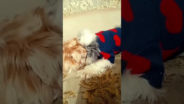 бивер йоркширский терьер