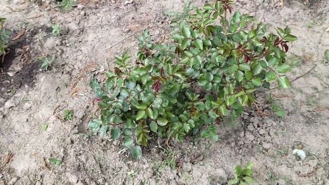 ?Обзор стойких сортов роз, не поврежденных возвратными морозами. смотреть онлайн