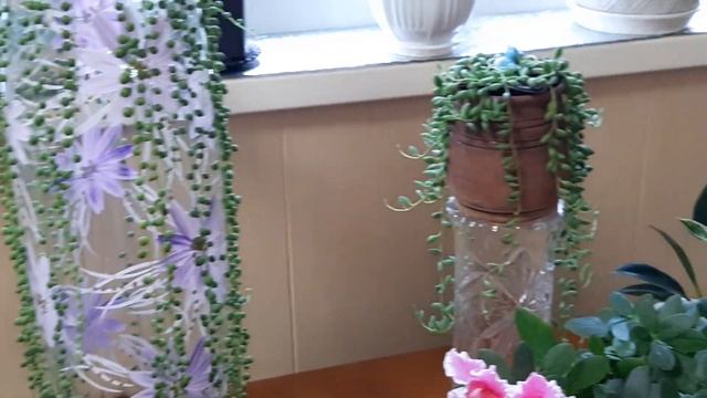 Джунгли в квартире. Сказочные жители моего сада.? смотреть онлайн