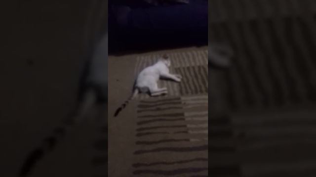 "Perro contra gato"(1) смотреть онлайн