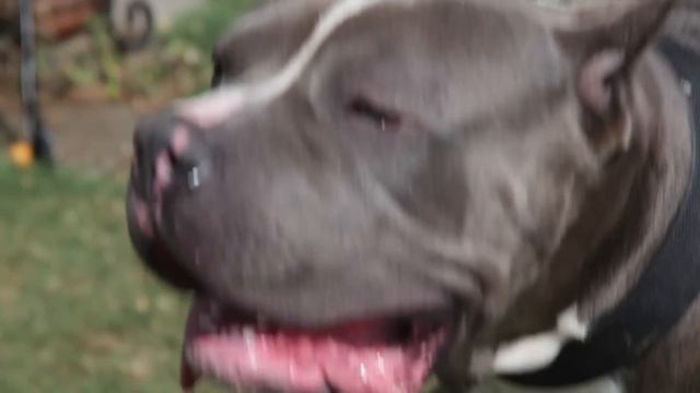 124 pound pit bull puppy! Only 8 months old смотреть онлайн