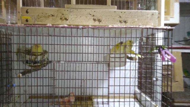 Новые Канарейки и новые Кролики !