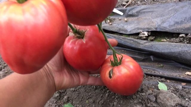 Обзор сортов томатов с видом в разрезе смотреть онлайн