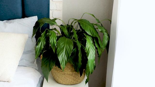 Спацифилиум после поливки смотреть онлайн