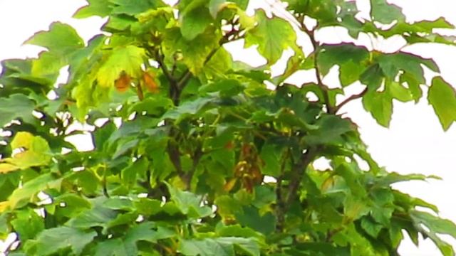 Canon PowerShot SX530 HS Zoomtest смотреть онлайн