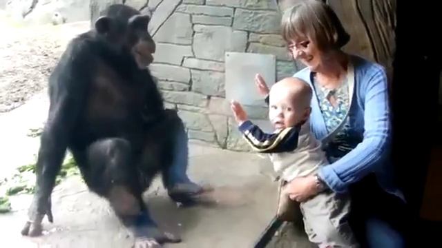 шимпанзе в зоопарке троллит ребёнка человека (link on original in description) смотреть онлайн