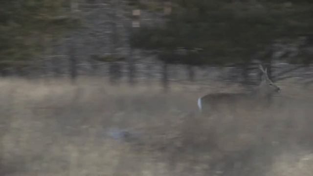 Учет косули смотреть онлайн