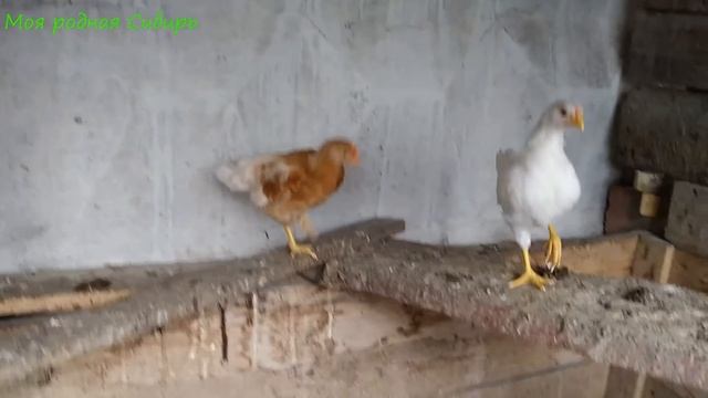 Появились ещё гусята. Как соединить два выводка гусят? Была у цыплят и у курочек в стайке. смотреть онлайн