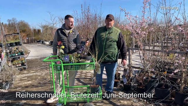 Nahrung für Nützlinge, Blühsträucher und Büsche für den Garten смотреть онлайн