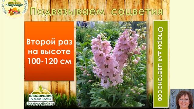 Дельфиниумы. Выращивание и Уход. Защита от вредителей и болезней. смотреть онлайн