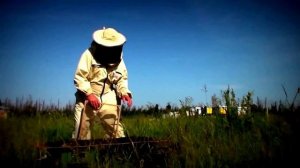 Козлятник восточный