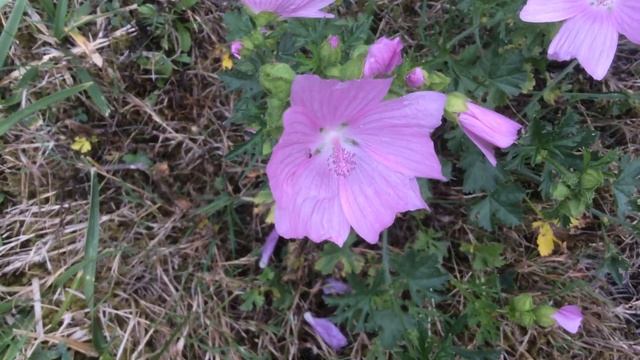 Mauve musquée 'Malva moschata' une annuelle champêtre смотреть онлайн