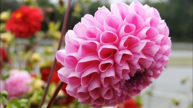 SONY DSC-HX1 Fotos Demo