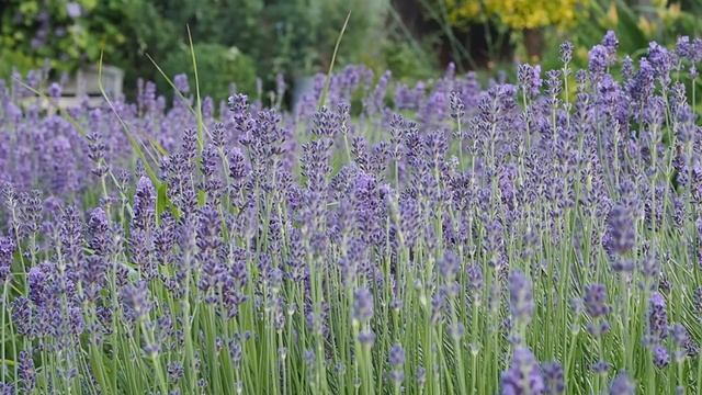 Summer garden tips & tour - keep your lavender and roses looking good! смотреть онлайн