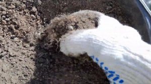 УХОД И ПОДКОРМКА  КЛЕМАТИСОВ РАННЕЙ ВЕСНОЙ.