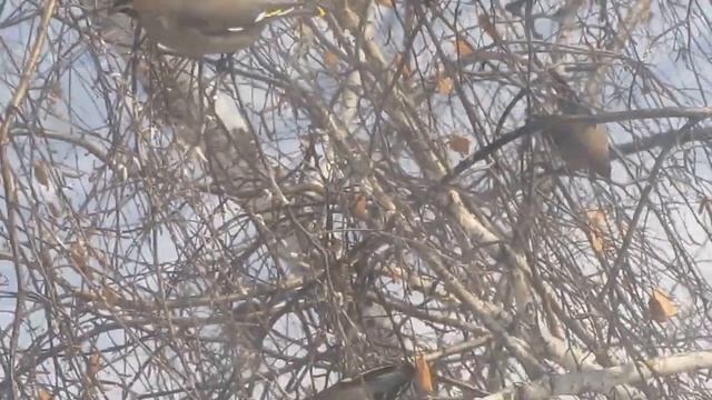 свиристели поедают помёт синиц отгрызают синичачьи какули смотреть онлайн