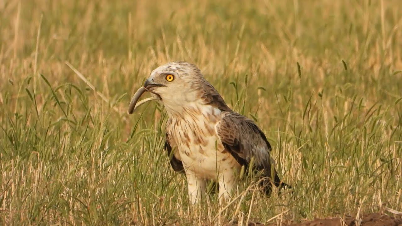 Змееяд за 10 секунд глотает желтобрюха! / Short-toed snake eagle eats a snake. смотреть онлайн