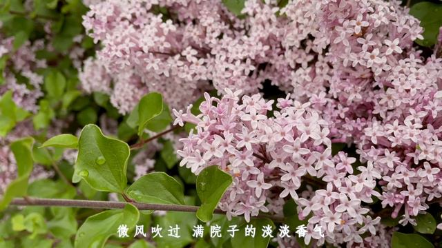 Chloe's Life Story | Ep.7 | 唤醒植物的早春施肥 | Fertilize in Spring смотреть онлайн