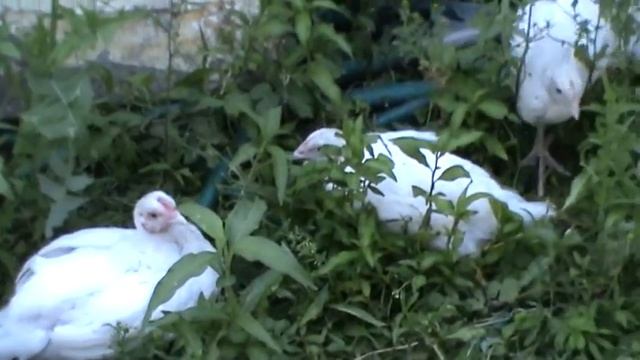 Обзор Куры Геркулес Цыплята быстрорастущие Мясояичной породы смотреть онлайн