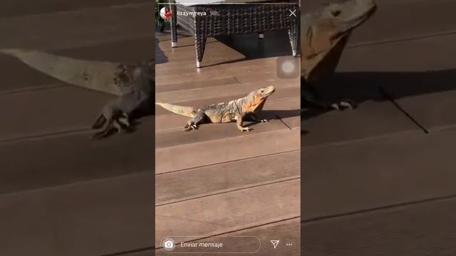 Ariel Lassiter y novia de paseo смотреть онлайн