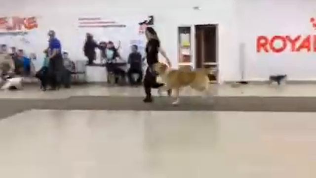 САО смотреть онлайн