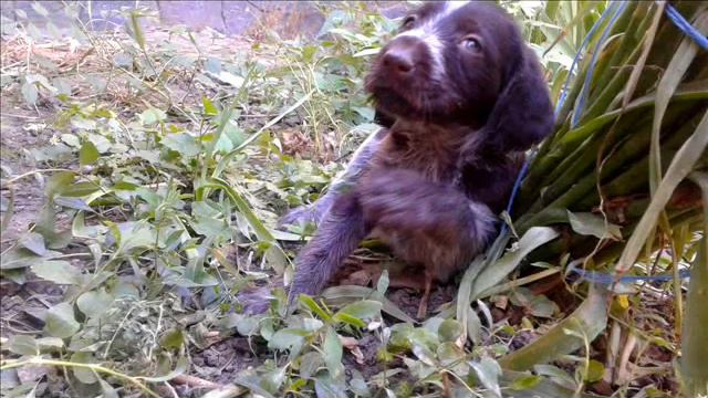 ДОЙЧ-ДРАТХААР