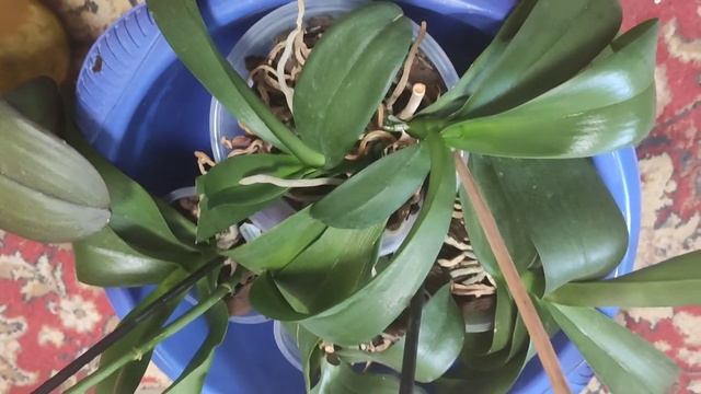 Орхидеи апрель2020: детки, недопересадки, подкормка смотреть онлайн