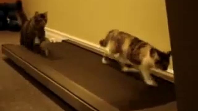 Самое прикольное видео коты на беговой дорожке) смотреть онлайн
