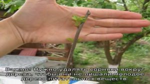 Почему не плодоносит слива