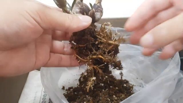 Ledebouria Socialis - How To Propagate Silver Squill