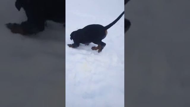 Щенки ротвейлера. смотреть онлайн