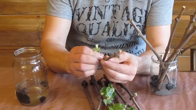 Проращивание черенков винограда в домашних условиях смотреть онлайн