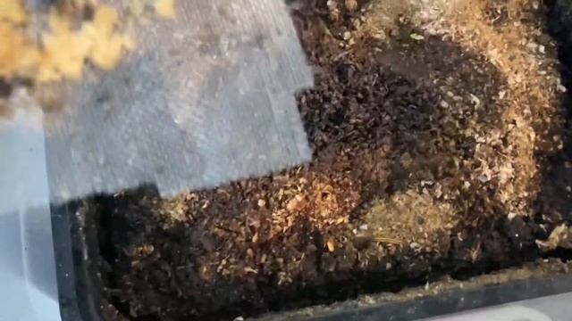 Мальки уже в пути смотреть онлайн