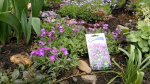 Обриета. Цветение обриеты в мае.