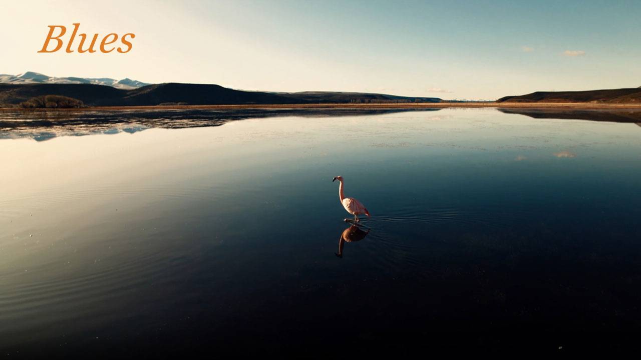 Фламинго блюз 024. & Flamingo Blues. смотреть онлайн