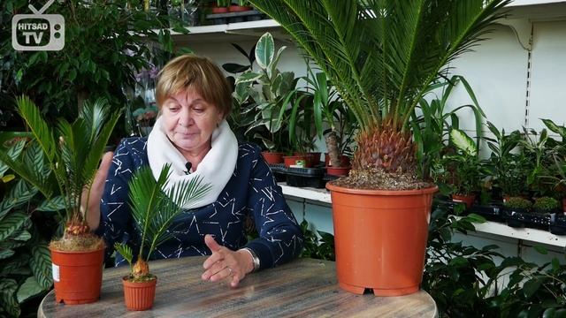 Самое древнее домашнее растение ? ЦИКАС, саговник ? Особенности ухода в домашних условиях смотреть онлайн
