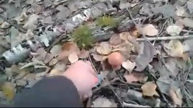 После дождя хорошо растут белые подосиновики и другие грибы After the rain, grow well white aspen смотреть онлайн