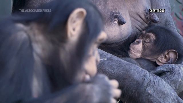 UK's Chester Zoo welcomes birth of a rare chimpanzee смотреть онлайн