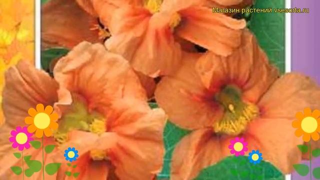 Настурция большая Лососевый блик. Обзор tropaeolum majus, tropaeolum x cultorum Lososevyy blik смотреть онлайн