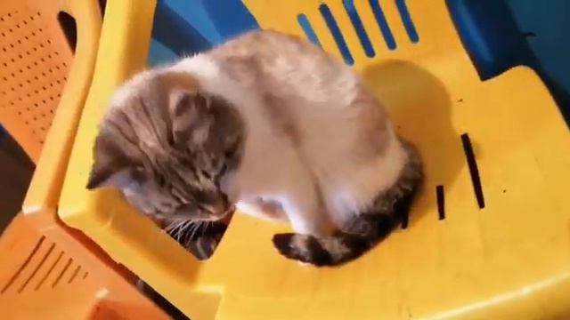 Жительница Костаная Валентина БУТ приютила 80 кошек и 10 собак.