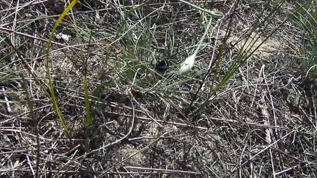 Каракурт оновлює ловчі тенета смотреть онлайн