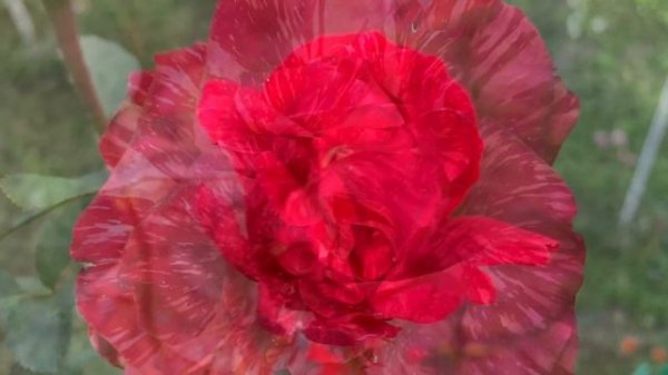 Роза Ред Интуишн ( Rose Red Intuition ) осенью) 15 октября 2021 г.