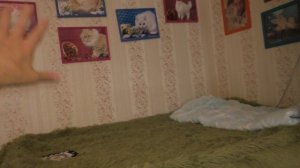 Кошка Оля сидела как белка в дупле