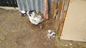 Как отличить петуха от курицы в 1 месяц///цыплята///